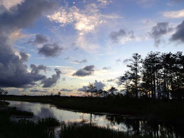 reflections in the swamps of South Carolina at dawn